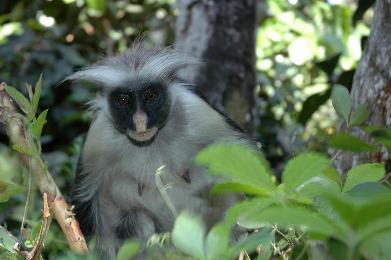 Victoria Lake View Guesthouse & Safaris เอนเทบเบ้ ภายนอก รูปภาพ