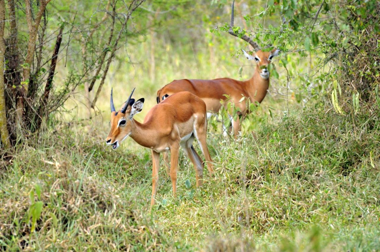 Victoria Lake View Guesthouse & Safaris เอนเทบเบ้ ภายนอก รูปภาพ