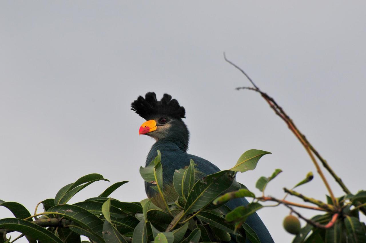 Victoria Lake View Guesthouse & Safaris เอนเทบเบ้ ภายนอก รูปภาพ